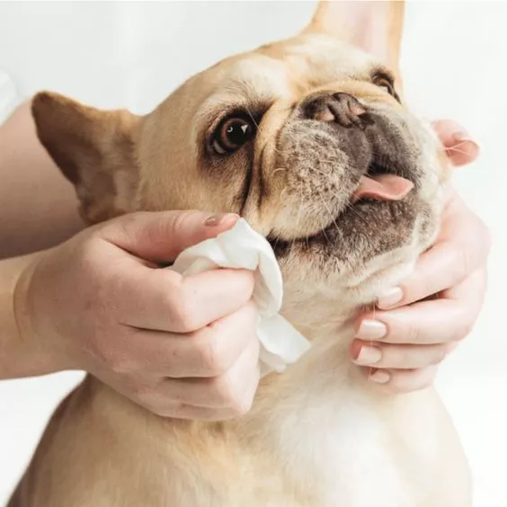 Tisu haiwan kesayangan untuk anjing
